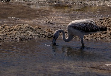 AI6I8953 Flamingo Launa Negro Franzisco Pn Tres Cruces Desierto de Atacama Chile