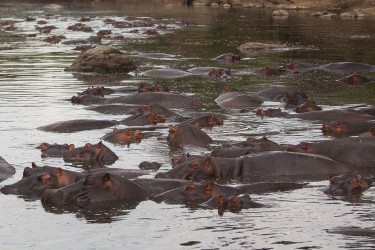 8R2A1098 Hippo Grumeti River Serengeti North Tanzania