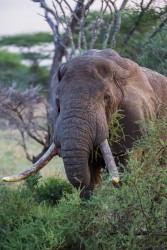 8R2A1183 Elephant Serengeti North Tanzania