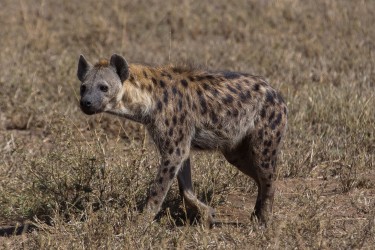8R2A1288 Spotted Hyena Serengeti North Tanzania