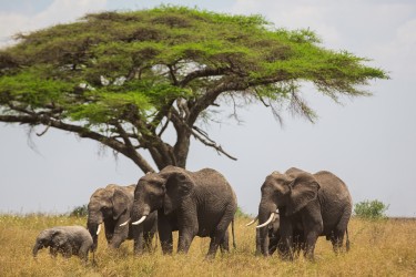 8R2A1431 Elephant Serengeti North Tanzania