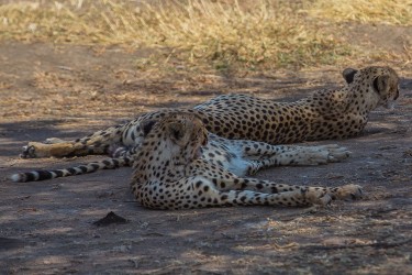8R2A1726 Cheetah Serengeti North Tanzania