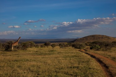 0S8A8013 Laikipia Plateau Central Kenya