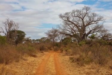 0S8A8170 Meru NP Central Kenya