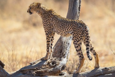 00000000 Cheetah Samburu NP Central Kenya