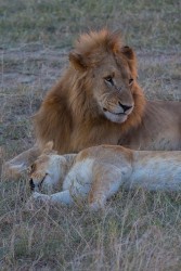 8R2A0602 Lion Masai Mara South Kenya