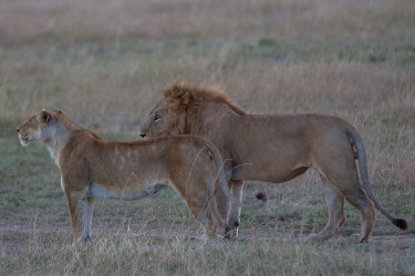 8R2A0655 Lion Masai Mara South Kenya