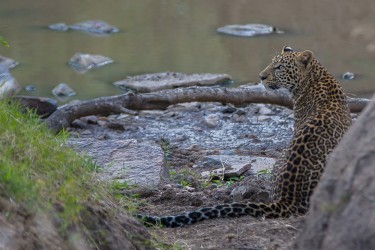 8R2A0701 Leopard Masai Mara South Kenya