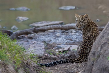 8R2A0703 Leopard Masai Mara South Kenya