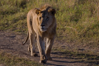 8R2A0711 Lion Masai Mara South Kenya