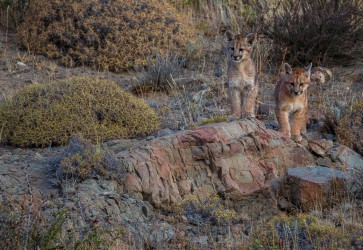 7P8A3306 Puma Petaca Cubs Torre del Paine Patgonia Southern Chile