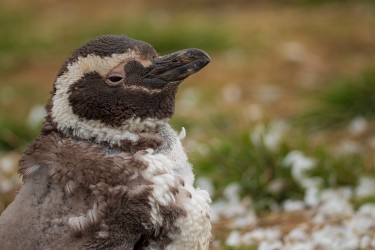 AI6I1731 Magellan Pinguin Isla Magdalena Tierra Fuego Southern Chile
