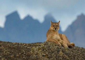 AI6I2203 Puma Rupestre Cubs Torre del Paine Southern Chile