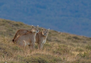 AI6I2543 Puma Rupestre Cubs Torre del Paine Patagonia Southern Chile