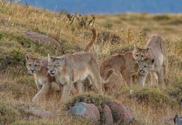 AI6I2569 Puma Rupestre Cubs Torre del Paine Patagonia Southern Chile