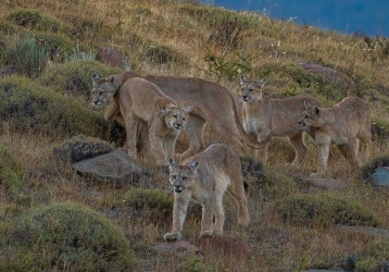 AI6I2577 Puma Rupestre Cubs Torre del Paine Southern Chile
