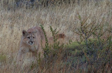 AI6I2614 Puma Rupestre Cubs Torre del Paine Patagonia Southern Chile