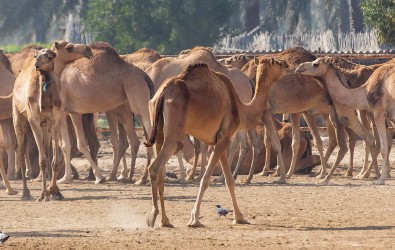 8R2A0356 Camel Farm Bahrain