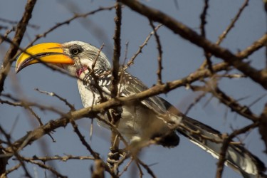 8R2A3435 Eastern Yellow billed Hornbill Awash NP Ethiopia
