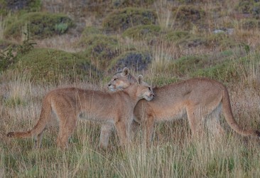 AI6I2693 Puma Rupestre Cubs Torre del Paine Patagonia Southern Chile