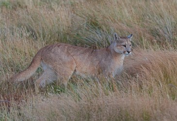AI6I2706 Puma Rupestre Cubs Torre del Paine Patagonia Southern Chile