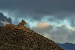 AI6I2059 Puma Rupestre Cubs Torre del Paine Patagonia Southern Chile