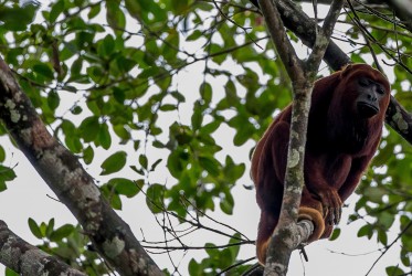 AI6I3600 Red Howler Monkey Yasuni Amazon Ecuador