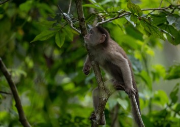 AI6I3705 White fronted Capuchin Monkey Yasuni Amazon Ecuador