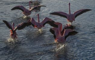AI6I5967 Flamingo Laguna Hedionda Altiplano Bolivia
