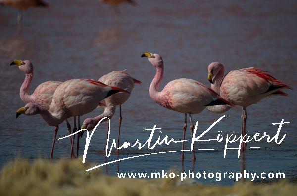 AI6I6128 Flamingo Laguna Colorada Altiplano Bolivia