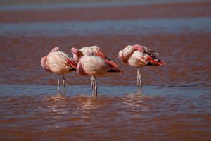 AI6I6133 Flamingo Laguna Colorada Altiplano Bolivia