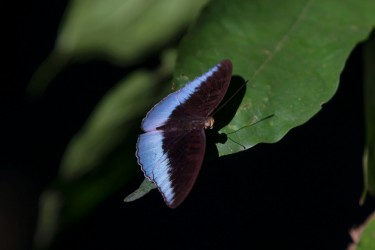 7P8A0901 Butterfly Gunung Leuser NP North Sumatra Indonesia