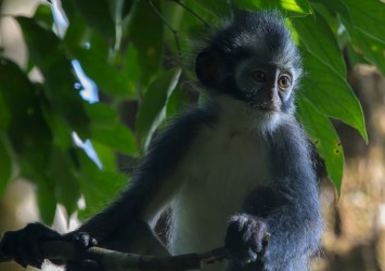 7P8A1008 Thomas Leaf Monkey Gunung Leuser NP North Sumatra Indonesia