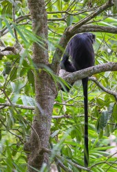 8R2A3756 Black Monkey Lombok Indonesia