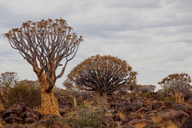 8R2A4778 Quivertree Forest Namibia