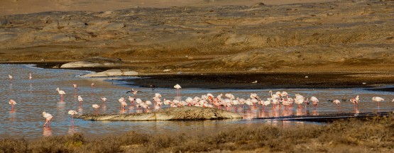 8R2A5121 Flamingos Lagoon at Lu  deritz Southwest Namibia