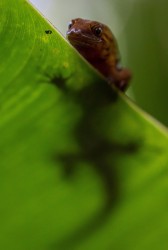 7P8A5422 Sun Gecko Yasuni NP Amazon Ecuador