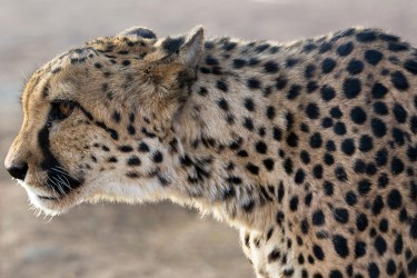 8R2A4851 Cheetah Etosha NP Namibia