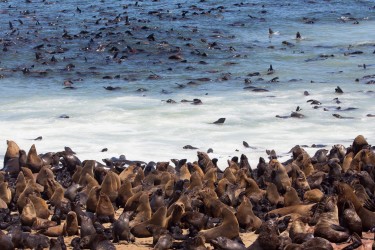 8R2A6999 Seals Cape Cross Skeleton Coast Namibia