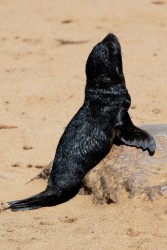 8R2A7052 Seals Cape Cross Skeleton Coast Namibia