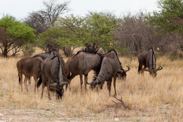 8R2A8929 Wildebeest Etosha Pan North Namibia