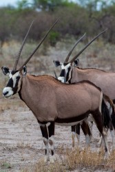 8R2A9099 1 Oryx Etosha Pan North Namibia