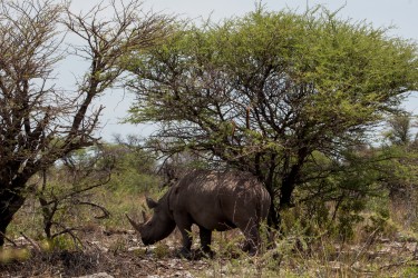 8R2A9201 White Rhino Etosha Pan North Namibia