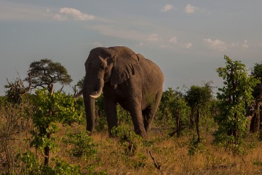 8R2A0396 Elephant Chobe NP Botswana