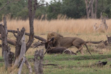 8R2A1159 Lion Okovango Delta Botswana