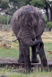 8R2A1187 Elephant Okovango Delta Botswana