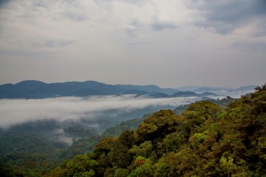 8R2A3762 Rain Forest Nyungwe NP Rwanda