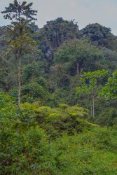 8R2A3838 Rain Forest Nyungwe NP Rwanda