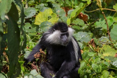 8R2A4065 Angola Black White Colobus Monkey Nyungwe NP Rwanda