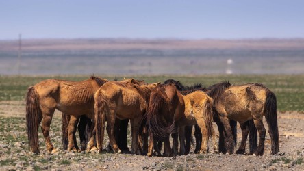 996a9637 mongolian horse gobi mongolia